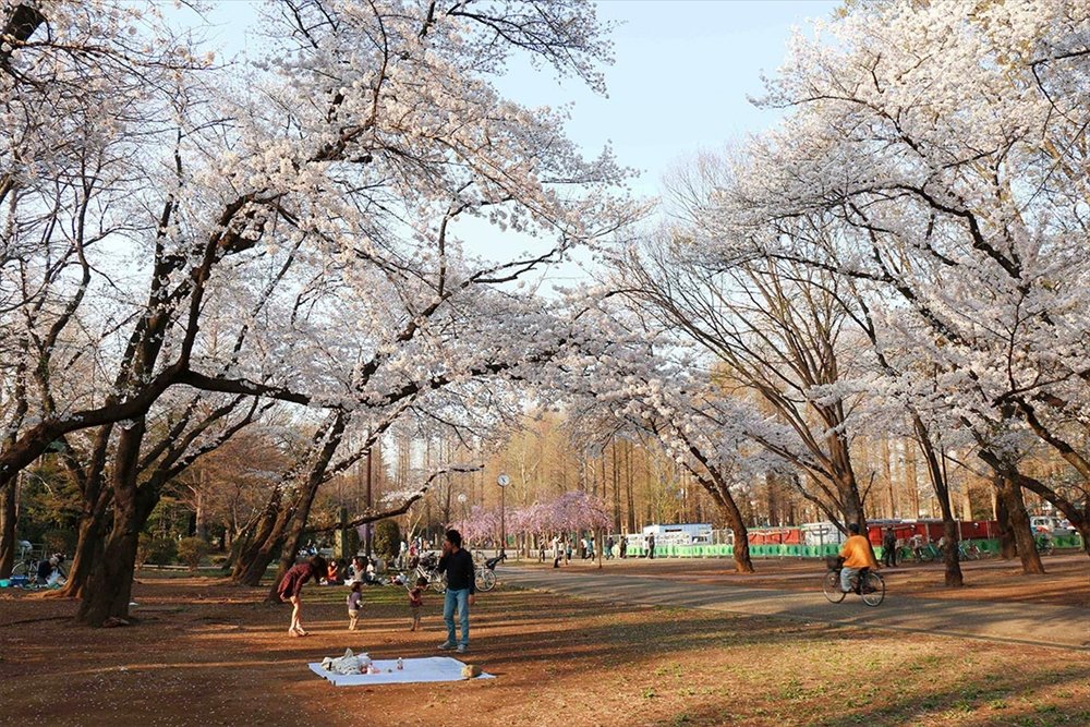 🌳 사이타마 시영 별소늪 공원(사이타마 시에이 벳쇼누마 코엔) 이미지 8